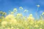 Placeholder: bottom half canola plants, top half sky