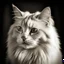 Placeholder: cat