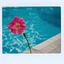 Placeholder: Lisianthus in the swimming pool, polaroid