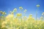 Placeholder: bottom half canola, detailed, top half sky, agriculture photography,