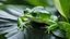 Placeholder: charming light,a glass frog,scattered,translucent banana leaf,award -winning photo,rain,