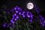 Placeholder: Night, moon, purple flowers, photography