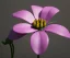 Placeholder: Flower 3d rendering