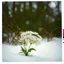 Placeholder: Gypsophila flower in the snow, polaroid
