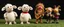 Placeholder: masterfully knitted sheep and Gnoll muppet puppet band
