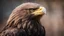 Placeholder: Eagle portrait, details, side lighting, blurred background