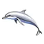 Placeholder: a realistic illustration of a Dolphin, detailed