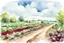 Placeholder: landscape with a dirt road in the middle. I plant beets on both sides. clouds in the blue sky. Cartoon style. watercolor.