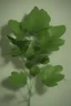 Placeholder: green leaves