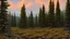 Placeholder: pine forest in colorado mountains by andrea del sarto