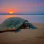 Placeholder: turtle and sunset