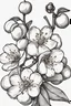 Placeholder: outline art for Spring: cherry blossem, White background. sketch style, clean line art, white background, no shadow and clear