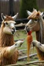 Placeholder: llamas eating spagetti