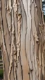 Placeholder: fill composition edge to edge with texture of bark from an elm tree