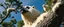 Placeholder: close up on member of giant polar bear sloth gremlin sheep flock climbing trees