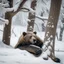 Placeholder: a bear relaxing behind a tree in snowy day