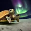 Placeholder: turtle and aurora