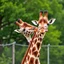 Placeholder: Among giraffes, there's more same-sex than opposite-sex activity. In fact, studies say gay sex accounts for more than 90 percent of all observed sexual activity in giraffes. And they don't just get straight to business.
