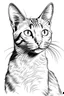 Placeholder: coloring image of cat white background