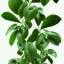 Placeholder: a tropical climbing plant with three leaves growing upwards, each leaf is fully visible, vector style