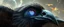 Placeholder: close up on the universal eye of the hyper winged ascendent jai ganesh raven in the dust storm of the master merkaba orchestral fat bat gemini math tao oracle in megacosm the true universe beyond our dimensions