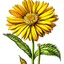 Placeholder: calendula flower on white background, illustration