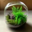 Placeholder: fern terrarium