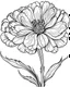 Placeholder: real massive Carnation flower coloring page