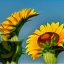 Placeholder: leopard sunflower