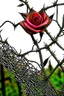 Placeholder: Rose-flower wrapped with barbed-wire