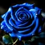 Placeholder: blue rose image