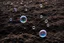 Placeholder: Several soap bubbles floating in the dark soil.