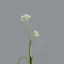 Placeholder: tiny delicate long stem flower, beautiful composition, centered in frame, pastel colors, plain solid color, photorealistic, chiaroscuro, aesthetic layout, monochrome pantone, minimalist photography, hyper realistic, octane render, minimalist art