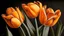 Placeholder: Realistic drawing of orange tulips.