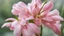 Placeholder: oleander flower, close-up, blurred background