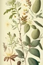 Placeholder: Vintage Botanicals Illustrations on Cream Background