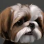 Placeholder: shih tzu dog brown and white