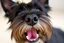 Placeholder: nose mouth and eyes of a Scottish terrier coming up from the side-bottom, mouth open biting