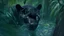 Placeholder: A black panther looking down in water inside a jungle.