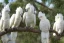 Placeholder: Two sulphur crested cockatoos are sitting on a branch and eat a peanut. Realistic. Soft colours.