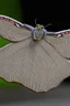 Placeholder: Moth / shark hybrid in :