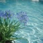 Placeholder: blue Agapanthus in the swimming pool, autochrome
