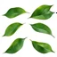 Placeholder: unconnected leaves on white background, stock image