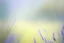 Placeholder: Sapphire Serenade, meadow green, lavender, gold, smooth gradient color transition, evoking serenity. Background photography, close-up, blurred effect, gradient harmony, visual tranquility, airy lightness, gentle shifts, minimalist appeal