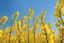 Placeholder: clear blue sky for top half, across Middle is canola flowers with green canola stems branches and leaves below, rapeseed sharp focus, realistic