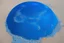 Placeholder: The world is blue as an orange