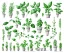 Placeholder: Vector plants and herb set illustration. Watercolor white backdrop