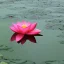 Placeholder: Lac avec lotus rose