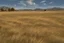 Placeholder: dry grass field by pantormo