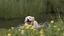 Placeholder: laughing dog in the water playing with flower